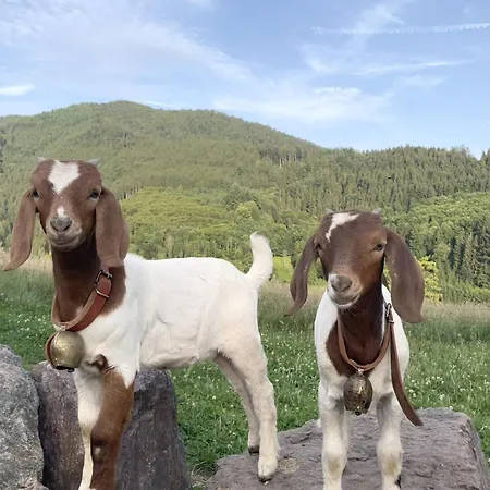 Felsenhof * Simonswald