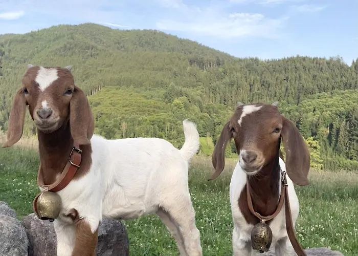 Felsenhof * Simonswald