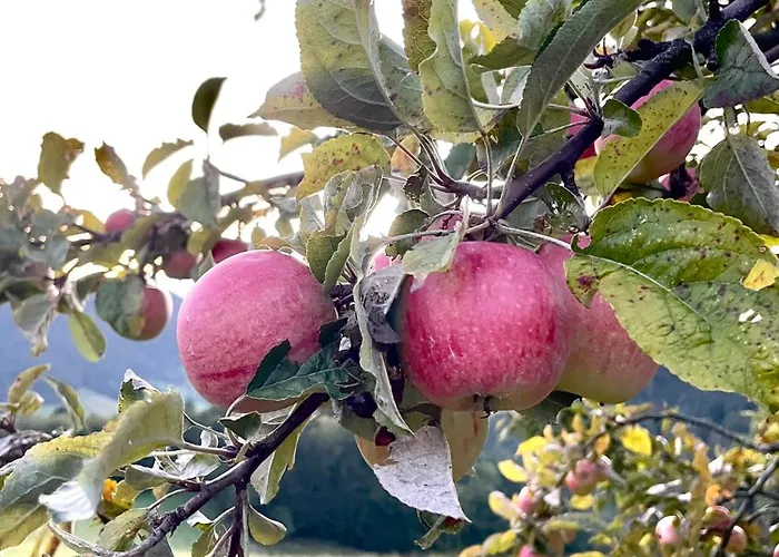 Felsenhof سيمونسوالد